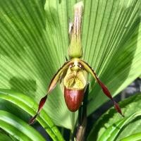 ราคา 20 เมล็ดพันธุ์ เมล็ดกล้วยไม้ กล้วยไม้ กล้วยไม้เอื้อง Phragmipedium Orchids Orchid flower seeds อัตราการงอก 80 85 (11650862988)