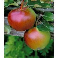 ราคา 20 เมล็ด ผลไม้ แอปเปิ้ล Apple Seeds ปลูกเป็นบอนไซได้ ประดับบ้าน สายพันธุ์ Apple Fiesta (21128487291)