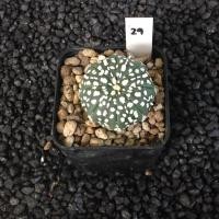 ราคา Astrophytum Star shape แคคตัส กระบองเพชร AA01 (17807086218)