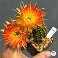 ราคา อิชินอปซิส โลบิเวีย Echinopsis Lobivia แคคตัส กระบองเพชร cactus succulent (20596291626)