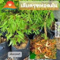 ราคา ต้นเล็บครุฑตรีหรือเล็บครุฑทอดมัน กิ่งพันธุ์ ต้นไม้ ไม้ผล ต้นพันธ์ เมล็ดพันธ์ พันธุ์ไม้ ไม้มงคล ไม้ฟอกอากาศ สวนเขาหมาก เป็นไม้สวนครัวที่บอกบริเวณแนวเขตพื้นที่ดินสมัยโบราณ เป็นไม้สวนครัวและประดับ สูง 30