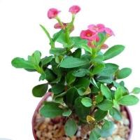 ราคา 3ต้น ต้นโป๊ยเซียน ดอกสีชมพู โป๊ยเซียนแคระ Euphorbia milii Des Moul ในกระถาง 3นิ้ว ต้นสูง 7 8นิ้ว เป็นทั้งไม้มงคลและเลี้ยงง่าย (20986471414)