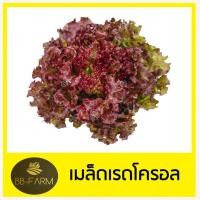 ราคา เมล็ดผักสลัด 100 เมล็ด งอกดี เมล็ดพันธุ์ผักสลัด (17320843030)