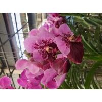 ราคา Vanda Orchid กล้วยไม้แวนด้า กล้วยไม้แวนด้า ทูโทน ชมพู V Pimchai x Chindavat ต้นไม่ได้ติดดอกทุกต้น (17792312493)