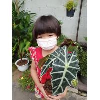 ราคา แก้วสารพัดนึก จินดามณี ต้นแก้วสารพัดนึก แก้วหน้าม้า อโลคาเซีย Alocasia จัดส่งพร้อมกระถาง (10526259452)