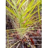 ราคา เป้ง ชุด4หัว รอบหัว20 25cm ตระกูลเดียวกับอินทผาลัม ปาล์ม ปรง ขายหัวไม่มีใบ ต้นเป้ง หมากเป้ง (19325320087)