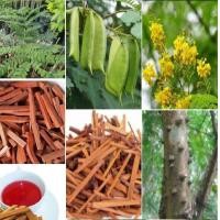 ราคา 50 เมล็ด เมล็ดพันธุ์ ฝางแดง หรือ ฝางเสน หรือ ฝางส้ม Caesalpinia sappan L (4248534004)