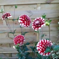 ราคา 1 เหง้า ชุุด รักเร่ Dahlia Bulb สายพันธุ์ Checkers หัวรักเร่ ดอกไม้ ดอกรักเร่ เหง้า นำเข้า ยุโรป หัวสดใหม่ ผ่านการแช่เย็นแล้ว (8668287465)