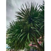 ราคา ขายส่ง 100 กรัม เมล็ดจันผา Dracaena cochinchinensis จันทร์ผา จันทร์แดง ลักกะจันทน์ จันผาด่าง ปาล์มประดับ ไม้แปลกหายาก ไม้ขุดล้อม ไม้จัดสวน (9752410017)