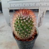 ราคา สปินโน Mammillaria spinosissima ไม้เมล็ด ขนาด 4 6 ซม ต้นกระบองเพชร ต้นแคคตัส แคคตัส กระบองเพชร (21163153323)