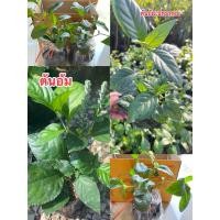 ราคา 3ถุง100 ต้น เนียมหอม ต้นเนียมหอมใบหอม ใบใส่กระเป๋าเงินตู้ต่างๆหอมผ่อนคลายใบอวบๆ พร้อมปลูก (21038853092)