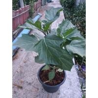 ราคา ต้นดอกลำโพงกาสลัก Datura fastuosa ดอกสีม่วง ดอกลำโพง จัดส่งพร้อมกระถาง 8 นิ้ว (8293326154)