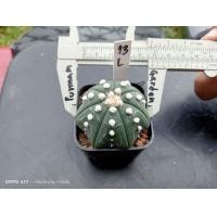 ราคา แอสโตร คัดหน้าไม้ Astrophytum asterias ต้นกระบองเพชร ต้นแคคตัส แคคตัส กระบองเพชร (16266369712)