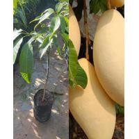 ราคา ต้นมะม่วงน้ำดอกไม้สีทอง เนื้อสีเหลืองทองสูง60 70ซ ม แบบเสียบยอด (17529906085)