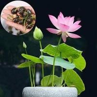 ราคา 5 เมล็ด เมล็ดบัว ดอกสีชมพู ดอกใหญ่ เมล็ดพันธุ์บัวดอกบัว ปลูกบัว เม็ดบัว สวนบัว บัวอ่าง Lotus seed (4246208032)