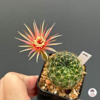 ราคา อิชินอปซิส โลบิเวีย Echinopsis Lobivia แคคตัส กระบองเพชร cactus succulent (20563055273)