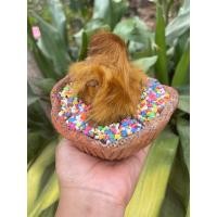 ราคา ว่านลูกไก่ทองกระถางดิน (18474285817)