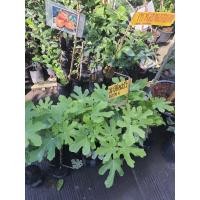 ราคา BTM6 Fig ต้นมะเดื่อฝรั่ง BTM6 สายพันธุ์Japan ญี่ปุ่น ต้นสูง30 50ซม ในถุงชำ 3นิ้ว (17674863809)