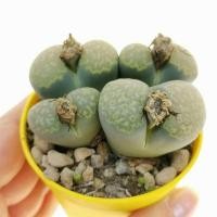 ราคา 10 เมล็ด ไลทอป กระบองเพชร ไม้อวบน้ำ กุหลาบหิน แคคตัส Living Stones Lithops เมล็ดใหม่ สายพันธุ์ Lithops geyeri (20557425458)