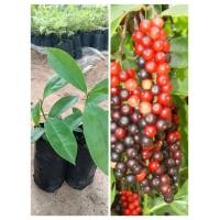 ราคา ต้นมะเม่าหลวงภูพาน เพาะเม็ด 2ต้น (13489181269)