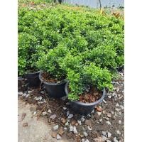 ราคา ต้นแก้วแคระ ในกระถาง8นิ้ว ไม้มงคล สวนถาด (13420648610)