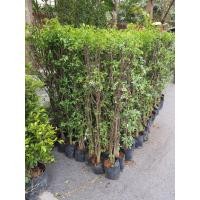 ราคา ต้นโมกพวง ไม้ล้อม สูง 100เซ็น ในถุงชำ4นิ้ว (17500791100)