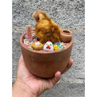 ราคา ว่านลูกไก่ทองพร้อมชุดแต่งครบชุด (18472749174)