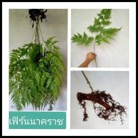 ราคา เฟิร์นนาคราช 20กิ่ง สดจนถึงมือคุณ มีใบสวยงามหยักละเอียด เหง้ามีขน เฟิร์น (17335903098)