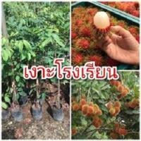 ราคา ต้นเงาะโรงเรียน หรือเงาะนาสาร ต้นพันธุ์ติดตาสูง 40 50 ซม แข็งแรงพร้อมปลูก 2 ปีติดผล (3265162420)