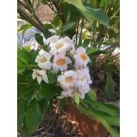 ราคา ต้นดอกปีบ ปีบจีน ปีบยูนานไม้ดอกหอมต้นนี้ เป็นไม้ดอกที่รักมากอีกต้นนึง ด้วยดอกที่สวยสะดุดตาถูกใจมากมายแล้วยังมีกลิ่นหอมเย็นชื่นใจทั้งวันทั้งคืน ดอกไม้ที่เพอร์เฟคสุกระถาง11นิ้ง (8500531530)