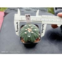 ราคา แอสโตร คัดหน้าไม้ Astrophytum asterias ต้นกระบองเพชร ต้นแคคตัส แคคตัส กระบองเพชร (16266369723)