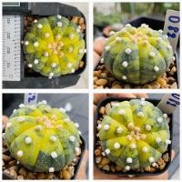 ราคา แอสโตรไฟตั้ม ด่าง Astrophitum กระบองเพชร แคคตัส (21341838157)
