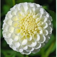 ราคา 1 หน่อ รักเร่ Dahlia Bulbs สายพันธุ์ Snowflake หัวรักเร่ ดอกไม้ หัวหน่อ เหง้า นำเข้า เนเธอร์แลน หัวสดใหม่ (9107848559)