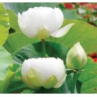 ราคา White Lotus Waterlily seed 8 เมล็ดเมล็ดบัวหลวงดอกสีขาว ดอกใหญ่ ของแท้ 100 เมล็ดพันธ์ุบัวหลวง ดอกบัว ปลูกบัว เม็ดบัว สวนบัว (8001101120)