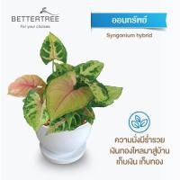 ราคา ต้นไม้พร้อมปลูก กระถางดินเผาสีขาวพร้อมจานรอง ไม้มงคล ไม้ฟอกอากาศ แถมฟรีหินตกแต่ง ต้นไม้ (21284434918)