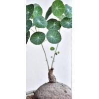 ราคา Stephania Erecta Craib ว่านบัวบก ขนาดเทียบกับไข่เป็ด ไม้ประดับ หายาก (20977579119)