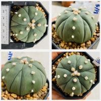 ราคา แอสโตรไฟตัม 5 พูแทรก มายริโอ ฟุกุริว Astrophytum myriostigma cactus แคคตัส กระบองเพชร (21103651433)