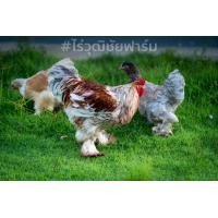 ราคา ไข่เชื้อ ไก่บราม่า คละสีเกรดสวย ไก่ยักษ์ Brahma สวยทุกตัวมีไก่จริง เก็บทุกวัน ไม่เลือดชิด สวยแข็งแรงพ่อแม่คัดพันธุ์มาดี (21091264059)