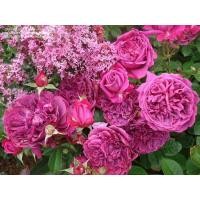 ราคา เมล็ดพันธุ์ Seeds 30 เมล็ด ดอกกุหลาบ สีม่วง พันธุ์แคระ กุหลาบจิ๋ว Rose Seeds (8233153294)