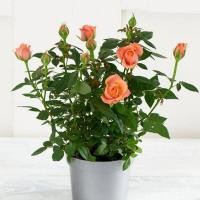 ราคา 20 เมล็ด Rose Seeds กุหลาบหนู กุหลาบจิ๋ว สีส้ม สายพันธุ์ไทย ดอกไม้แห่งความรัก ส่งพร้อมคู่มือวิธีปลูก (20582930663)