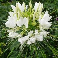 ราคา 100 เมล็ด ดอกเสี้ยนฝรั่ง ดอกคลีโอเม่ สไปเดอร์แพลนท์ Spider Plants Cleome Flower Seeds 55 60 วัน ออกดอก ดอกสีขาว (21342237686)
