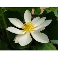 ราคา 5 เมล็ด เมล็ดพันธุ์บัว บัวนอก สายพันธุ์ White Crane สีขาว บัวแคระ บัวจิ๋ว Mini Lotus Tea Cup Lotus บัวจักรพรรดิ์ บัวสวมงาม บัวนำเข้า Lotus Seeds (19493351774)