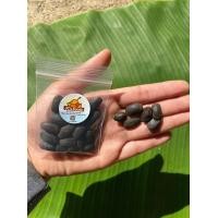 ราคา เมล็ดเหรียง ลูกเหรียงมีวิตามิน ช่วยบำรุงเหงือกและฟันให้แข็งแรง ซองละ 29 บาท (17780970182)