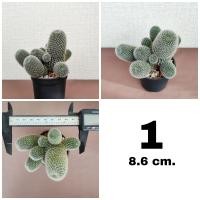 ราคา รีบูเทีย Rebutia ดอกสีชมพู ขนาด 8 10 cm (20030827270)