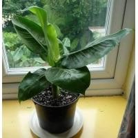 ราคา ต้นกล้วยแคระ กล้วยหอมแคระ หรือ หอมแคระ ไม่ใช่เป็นแค่ไม้ประดับ แต่เป็นสายพันธุ์กล้วยหอมจัดส่งพร้อมกระถาง3นิ้ว (7606743289)