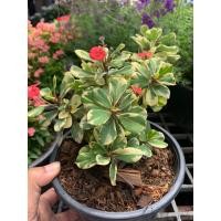 ราคา ต้นโป๊ยเซียนแคระ โป๊ยเซียนแคระ ใบด่าง ภาพถ่ายจากต้นไม้จริง Euphorbia milii Des Moul กระถาง 6 ไม้มงคลเสริมฮวงจุ้ย มีความเชื่อว่าถ้าวางไว้บนโต๊ะทำงานจะนำโชคลาภมาให้สู่เจ้าของ และยิ่งถ้าออกดอก 8 ดอกขึ้นไ