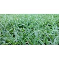 ราคา ขายส่ง 500 กรัม เมล็ดหญ้าพาสพาลัม Paspalum Grass หญ้าปูสนาม สนามหญ้า พืชตระกูลหญ้า เมล็ดพันธ์หญ้า ปูหญ้า ปูสนาม สนามหญ้าและสวน (2171512038)