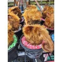 ราคา ว่านลูกไก่ทอง ว่านไก่ขัน ว่านเสี่ยงทาย ในกระถาง 6นิ้ว รับประประกันการจัดส่ง (17668428990)