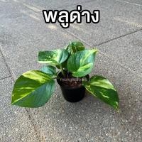 ราคา แถมปุ๋ยฟรี พลูรวม 6 ชนิด กระถาง 4 นิ้ว พลูปีกนก พลูฉลุ พลูสนิม พลูด่าง พลูงาช้าง พลูบราซิล ต้นไม้ฟอกอากาศ ต้นไม้ในร่ม (11888943721)