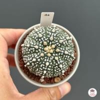 ราคา แอสโตรไฟตัม คาบูโตะ Astrophytum Kabuto แคคตัส กระบองเพชร cactus succulent (19364830853)
